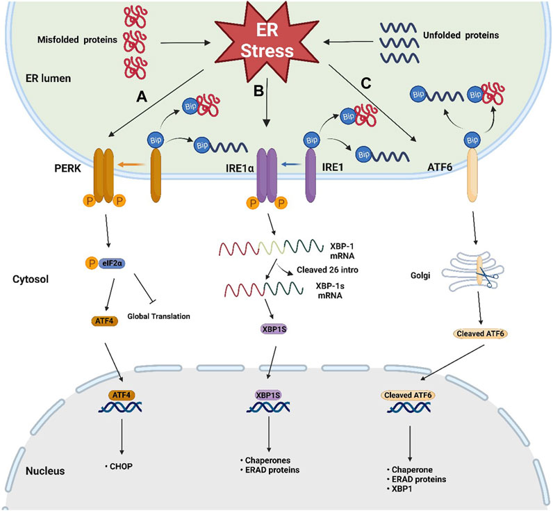 店舗良い Strategies | Frontiers targeting reticulum endoplasmic トイガン