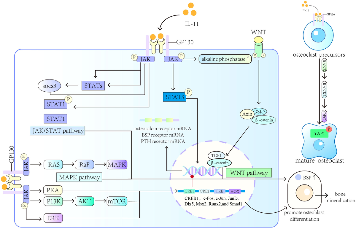 割引価格 Frontiers | Roles of IL-11 in the regulation of bone metabolism ウィッグ・エクステ