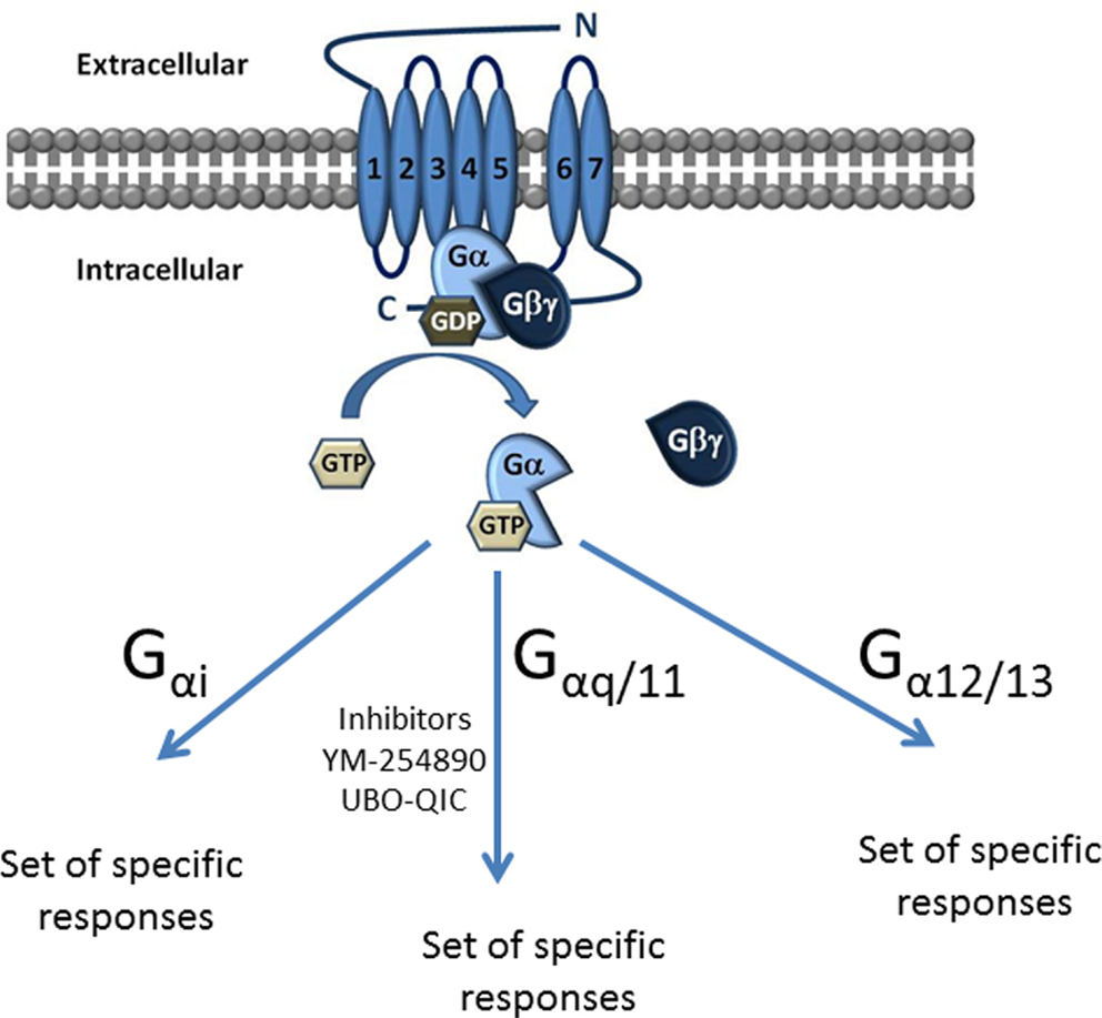 Frontiers Structure Function Pharmacology and Therapeutic
