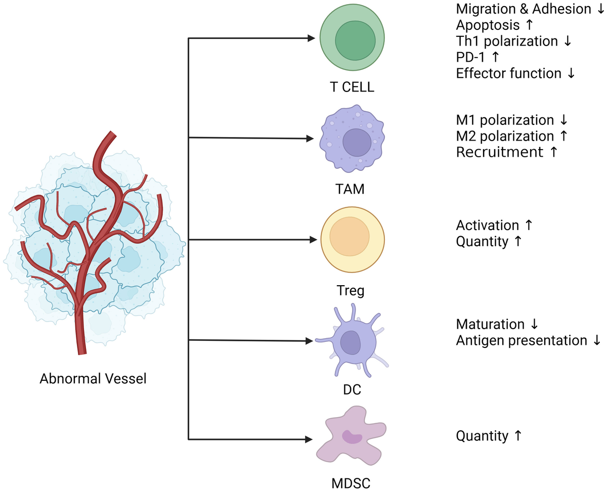 Frontiers | Targeting vascular normalization: a promising