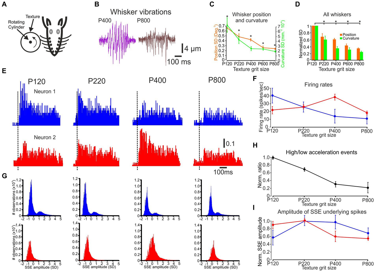 Frontiers | Global and local neuronal coding of tactile Frontiers | Global and local neuronal coding of tactile