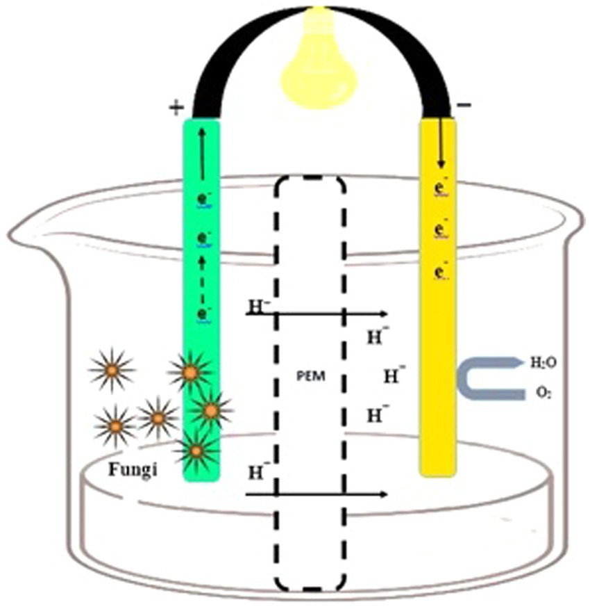 Frontiers | Harnessing fungal bio-electricity: a promising