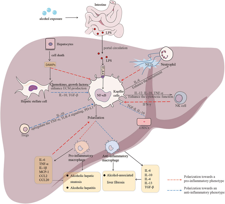Frontiers | Recent insight into the role of macrophage in Frontiers | Recent insight into the role of macrophage in