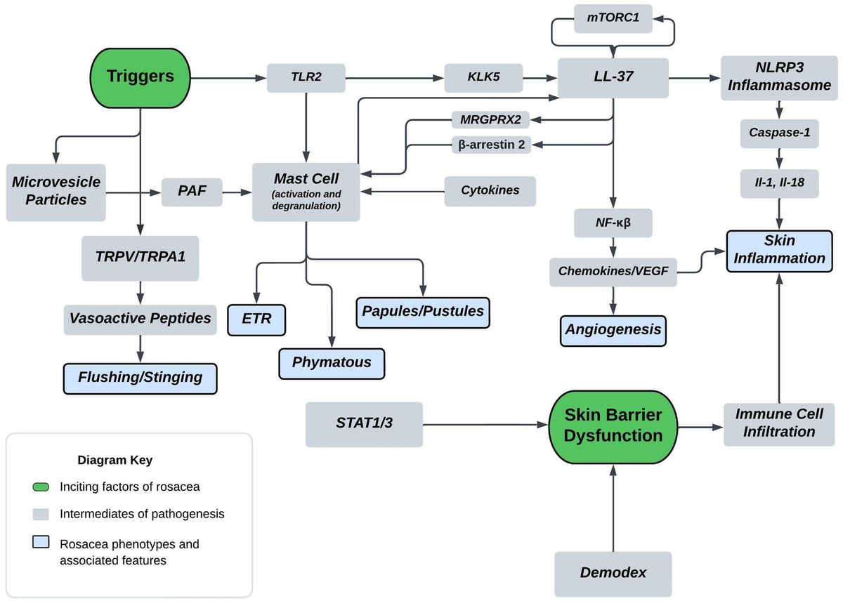 【激安】 pathogenesis Rosacea | Frontiers and current therapeutics: その他