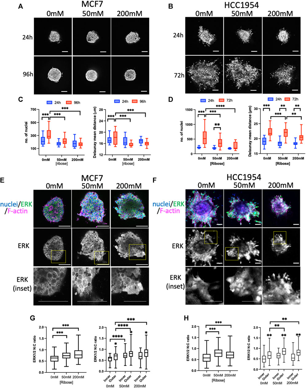 Frontiers | Extracellular matrix stiffness activates
