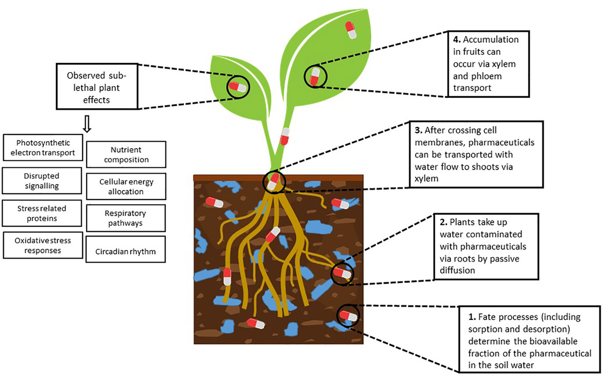 Frontiers | Insights into mode of action mediated responses 