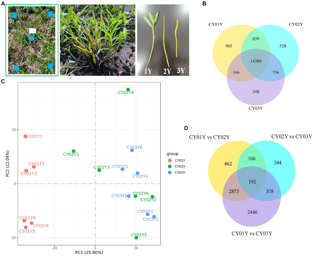 Frontiers | Age-dependent dendrobine biosynthesis in