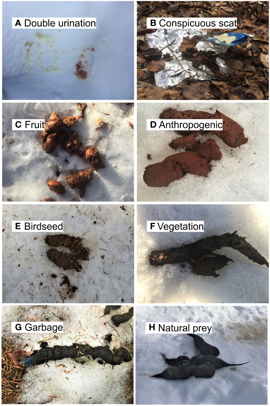 scat Frontiers | Coyote scat in cities increases risk of human exposure to an  emerging zoonotic disease in North America