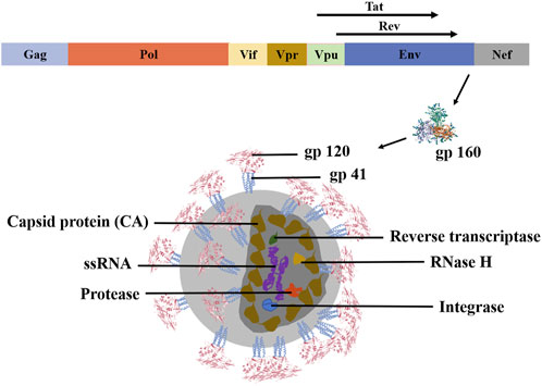 Current drugs for HIV-1: from challenges to potential in HIV/AIDS