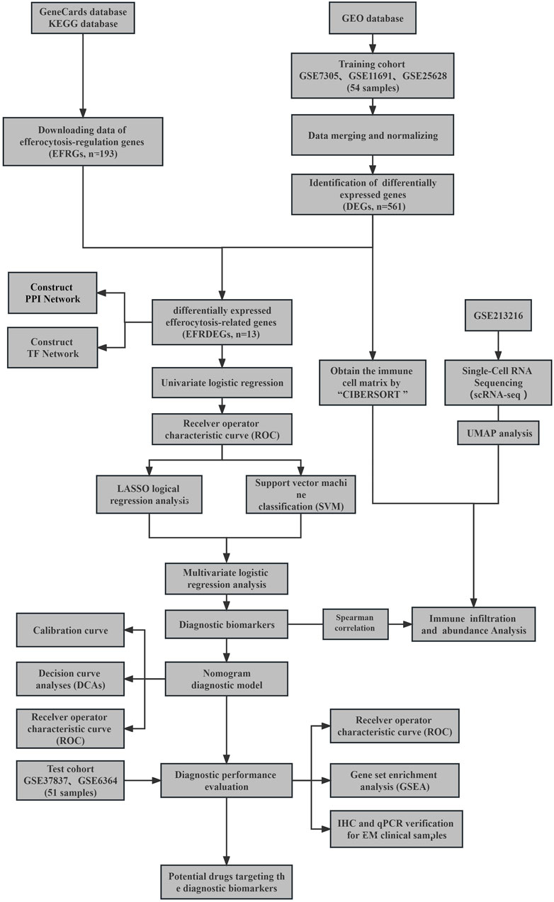 Frontiers | Construction and evaluation of endometriosis