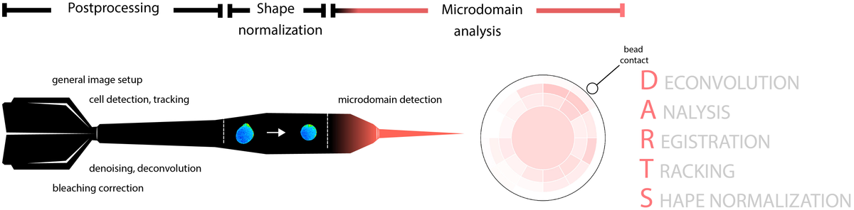 Frontiers | DARTS: an open-source Python pipeline for Ca2+ microdomain ...