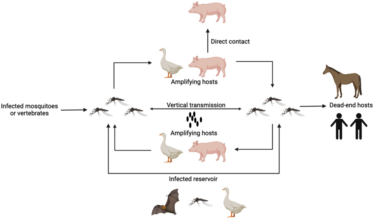 Frontiers | Shift in dominant genotypes of Japanese Frontiers | Shift in dominant genotypes of Japanese