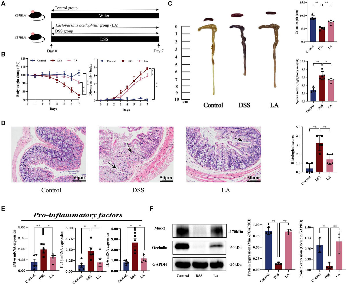 Frontiers | Lactobacillus acidophilus and its metabolite Frontiers | Lactobacillus acidophilus and its metabolite