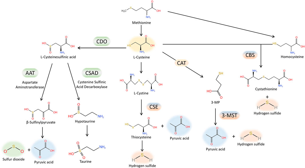 Frontiers | Sulfur signaling pathway in cardiovascular disease