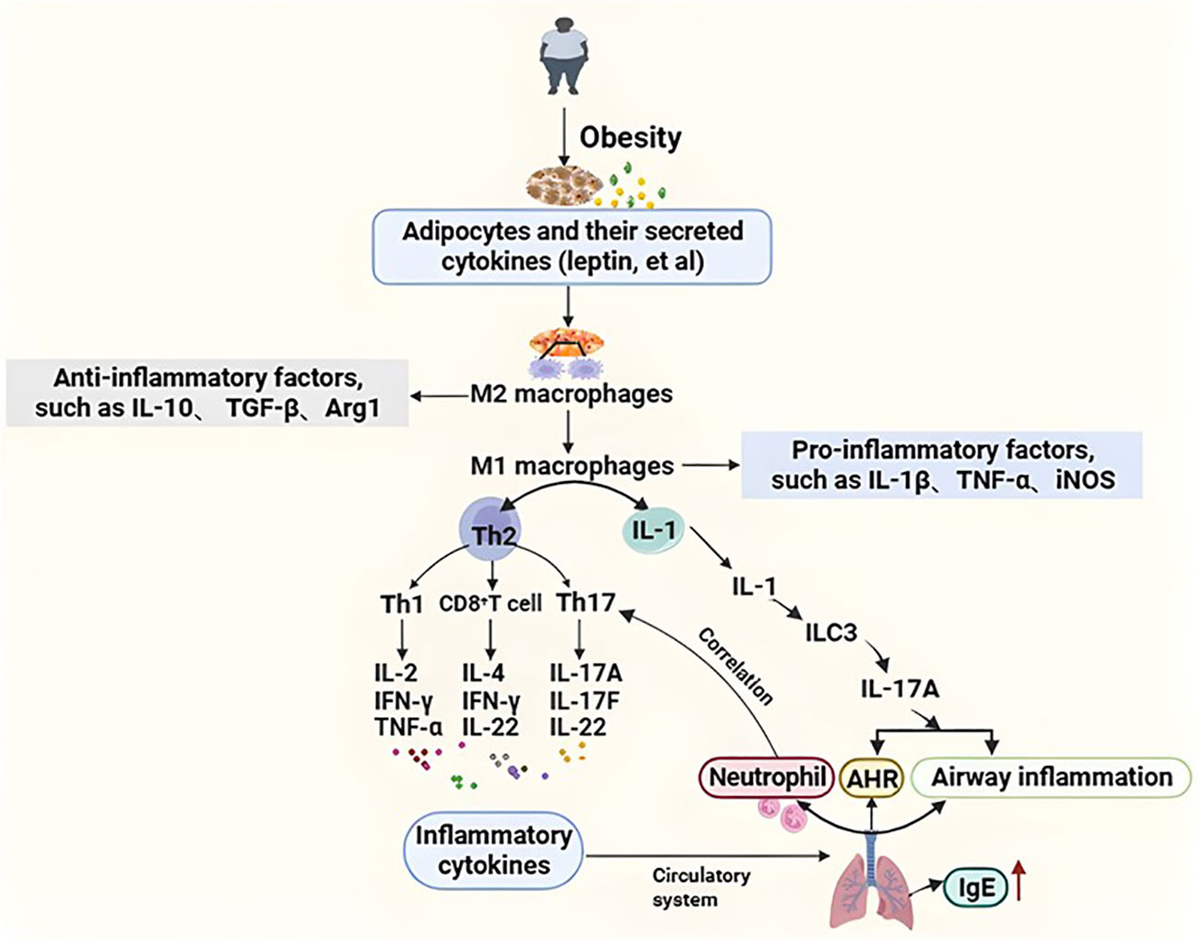 Frontiers | Obesity-related asthma and its relationship with Frontiers | Obesity-related asthma and its relationship with