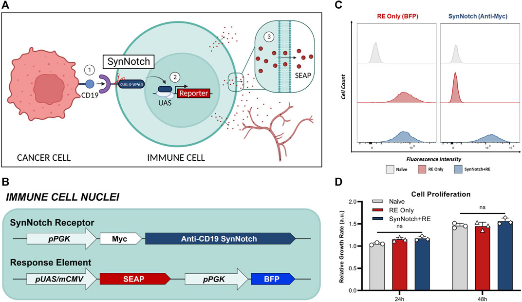 Frontiers | A synthetic notch (synNotch) system linking Frontiers | A synthetic notch (synNotch) system linking