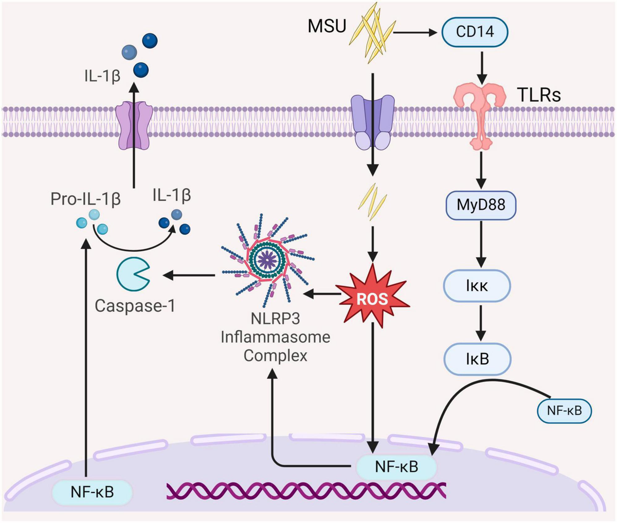 Frontiers | Models of gouty nephropathy: exploring disease