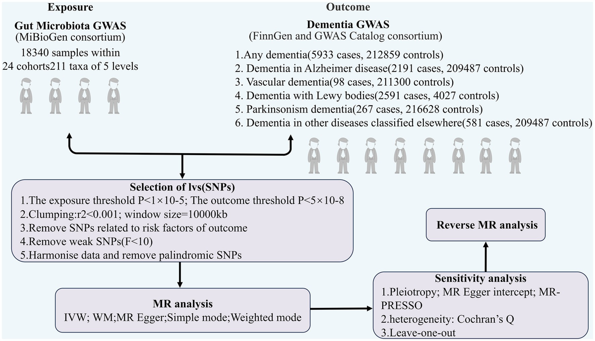 Frontiers | Causal relationship between gut microflora and 