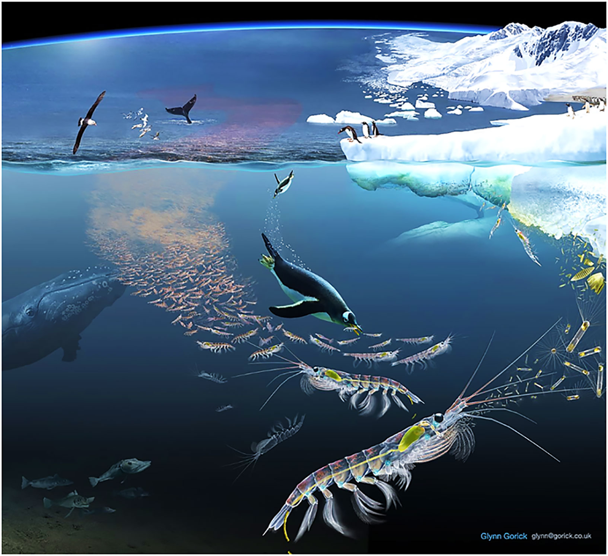 Observing change in pelagic animals as sampling   Frontiers 