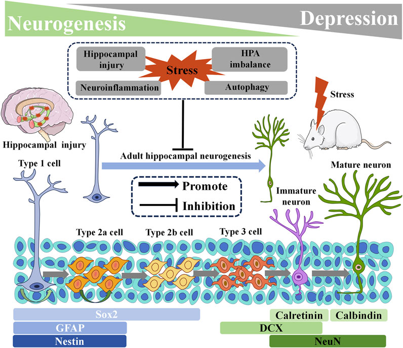Frontiers | Adult hippocampal neurogenesis: pharmacological Frontiers | Adult hippocampal neurogenesis: pharmacological