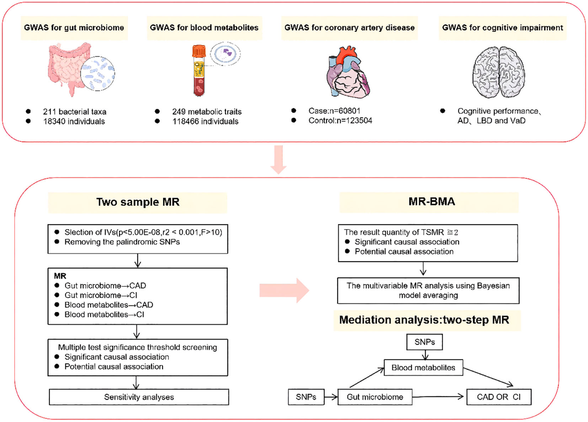 Frontiers | Gut microbiota in combination with blood Frontiers | Gut microbiota in combination with blood
