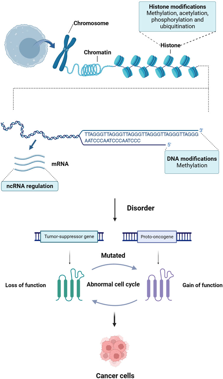Frontiers | Research progress and applications of epigenetic