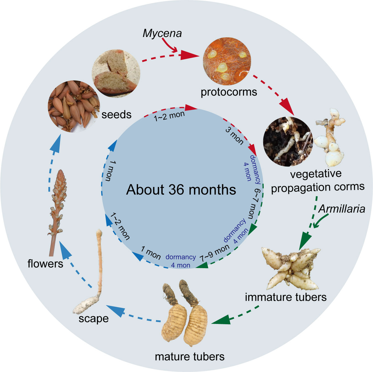 完璧 Frontiers | The role of symbiotic fungi in the life cycle of ヴァイスシュヴァルツ