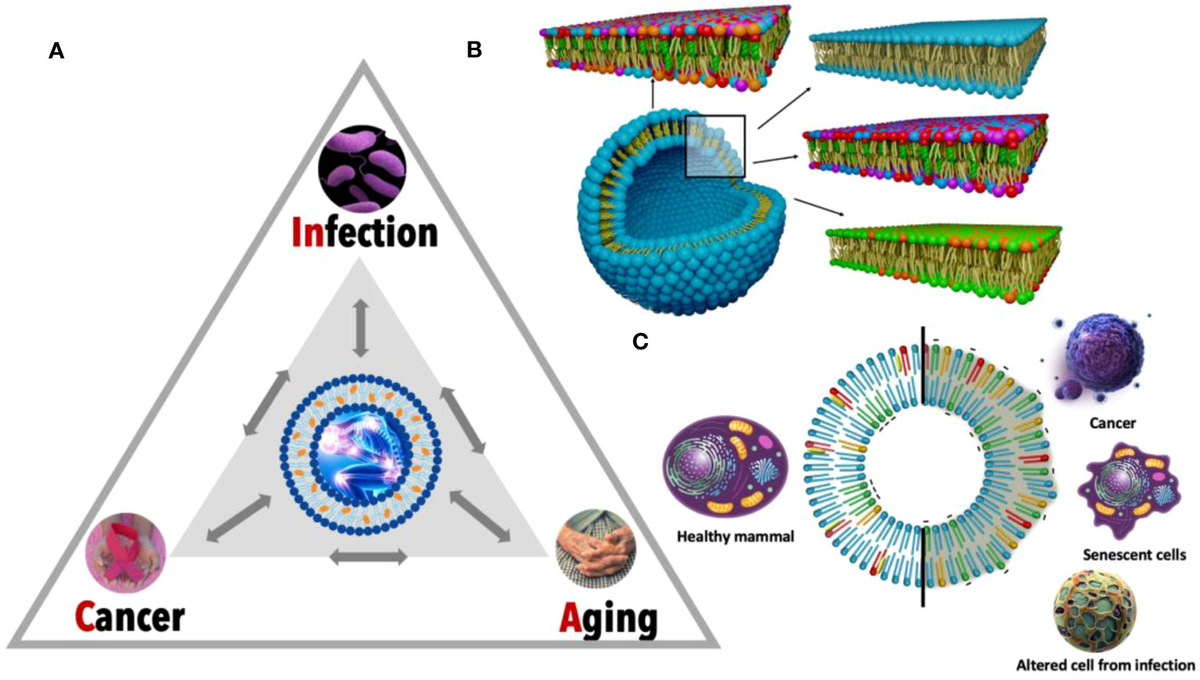 Frontiers | Unraveling lipid and inflammation interplay in Frontiers | Unraveling lipid and inflammation interplay in