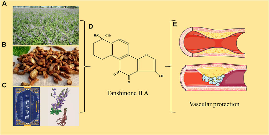 Frontiers | Tanshinone IIA: a Chinese herbal ingredient for
