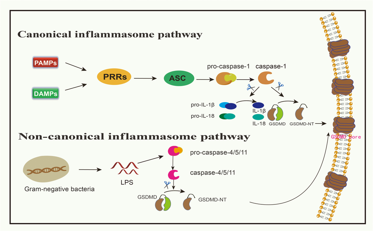 Frontiers | Gasdermins: a dual role in pyroptosis and tumor