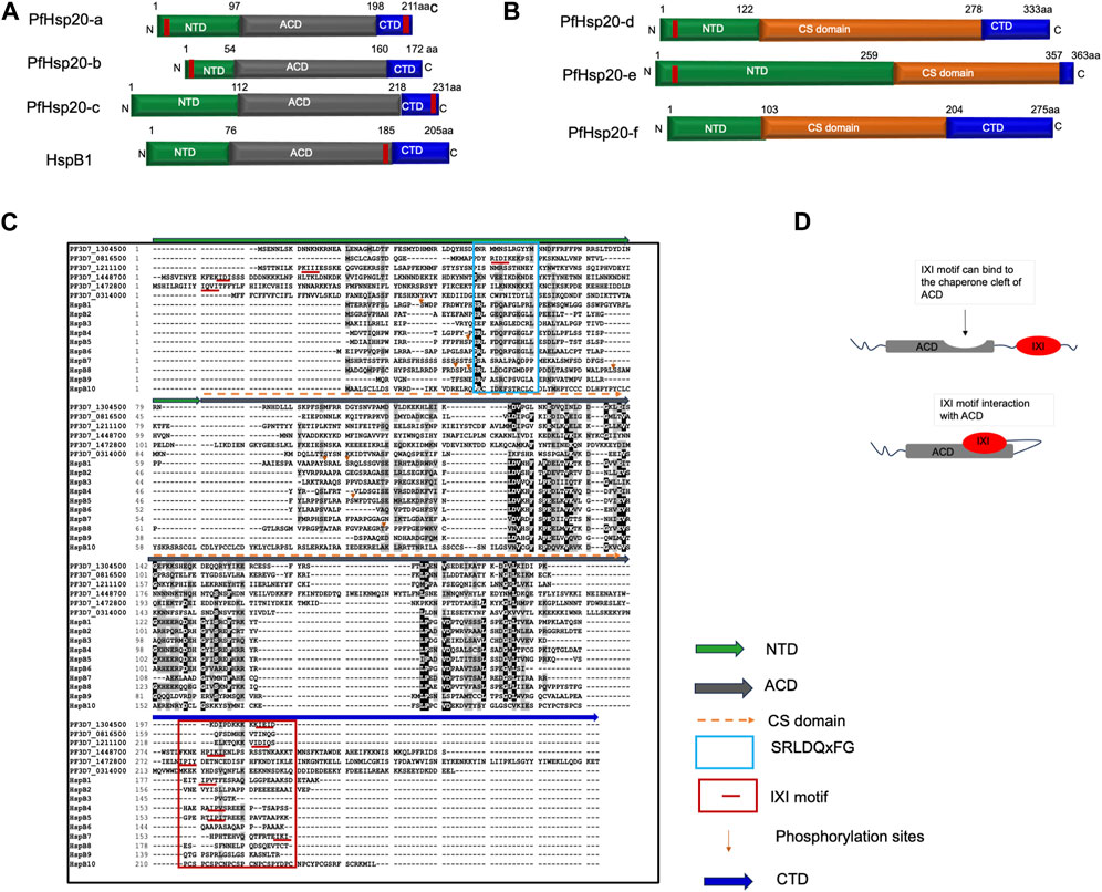 Frontiers | Small heat shock proteins as modulators of cell Frontiers | Small heat shock proteins as modulators of cell