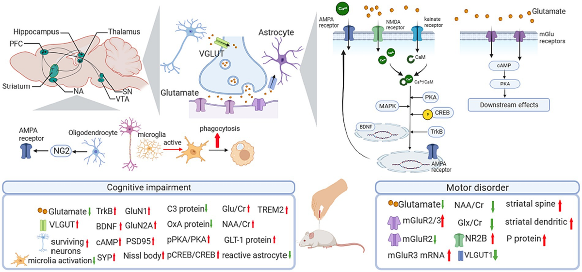 Frontiers | The mechanistic effects of acupuncture in rodent