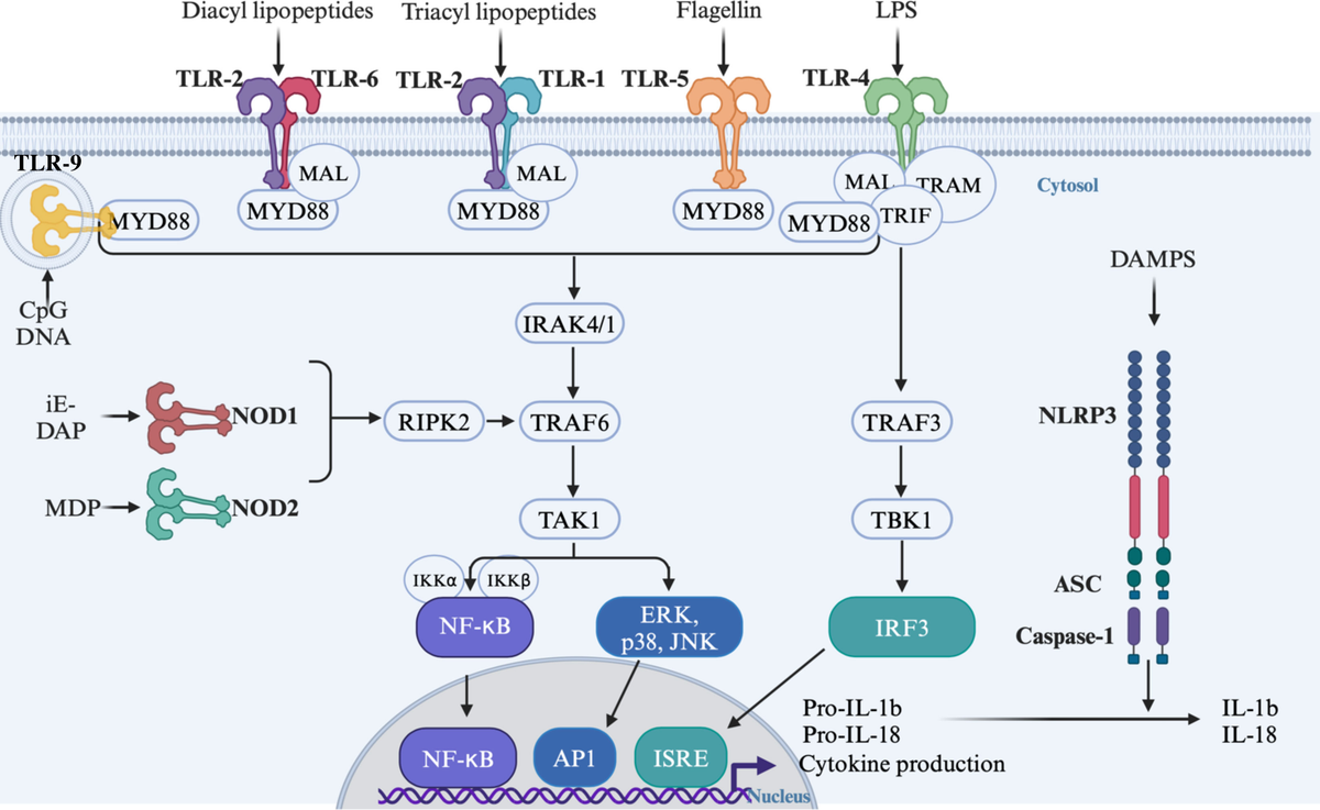 Frontiers | Role of pattern recognition receptors and microbiota-derived ligands in obesity frontiers-role-of-pattern-recognition-receptors-and-microbiota-derived-ligands-in-obesity