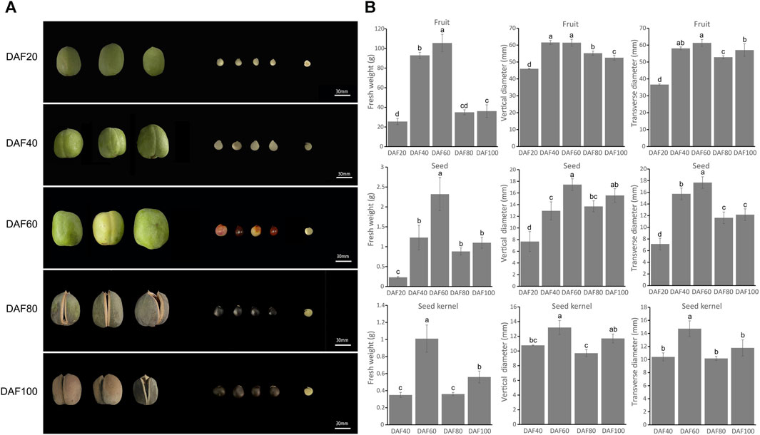 大学生 割引 Frontiers | transcriptional and physiological Agronomic, 語学・辞書・学習参考書
