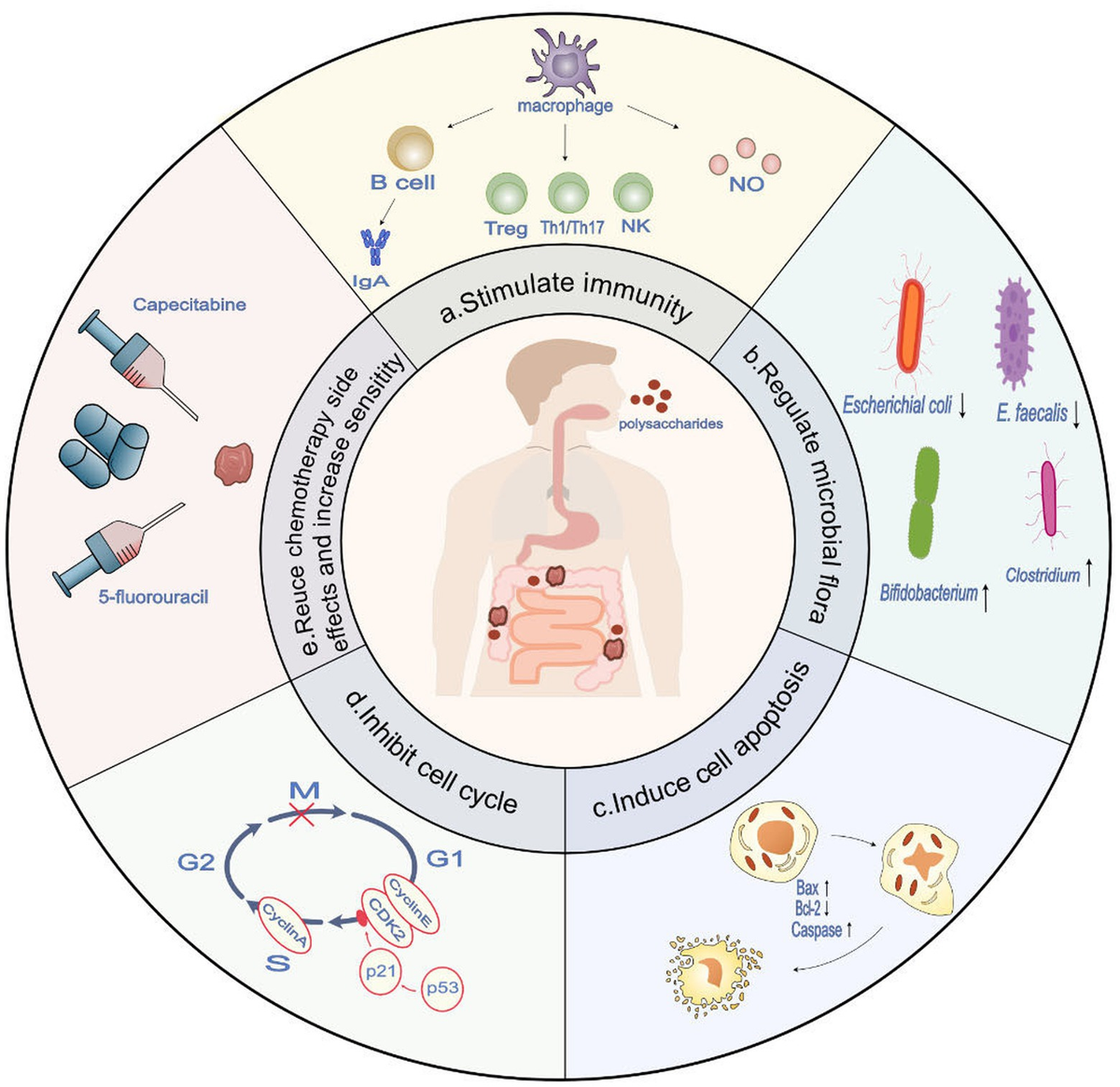 『3年保証』 Frontiers | Potential therapeutic target for polysaccharide アクセサリー