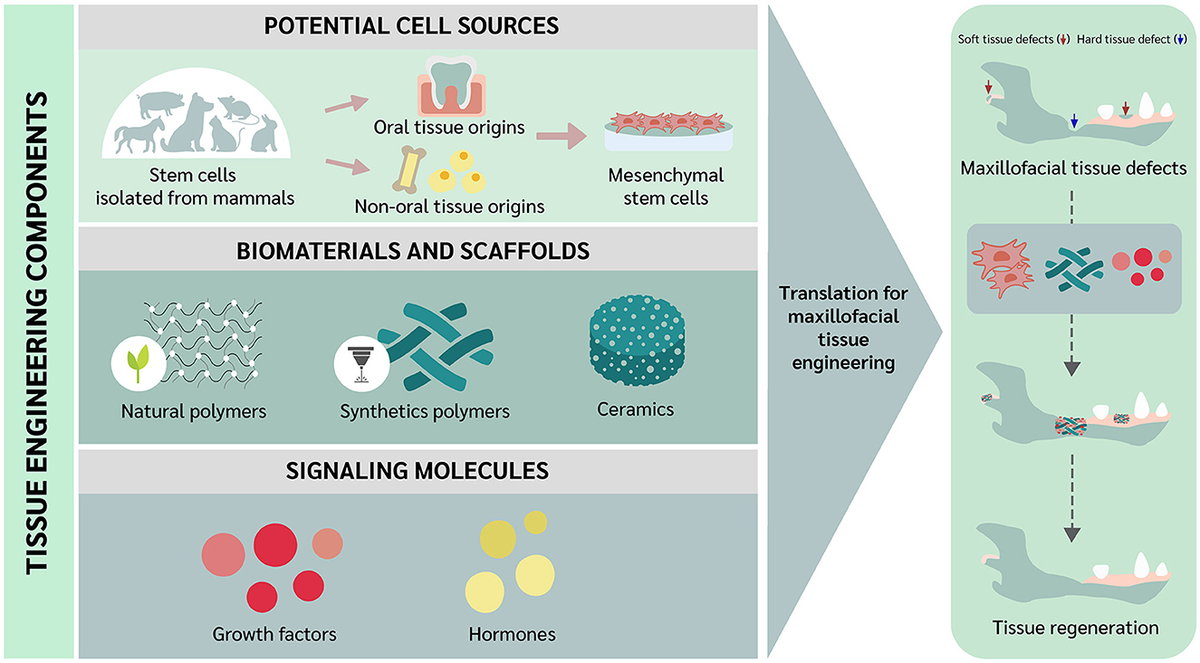 低価格 Trends | Frontiers of for engineering tissue regenerative ウエア