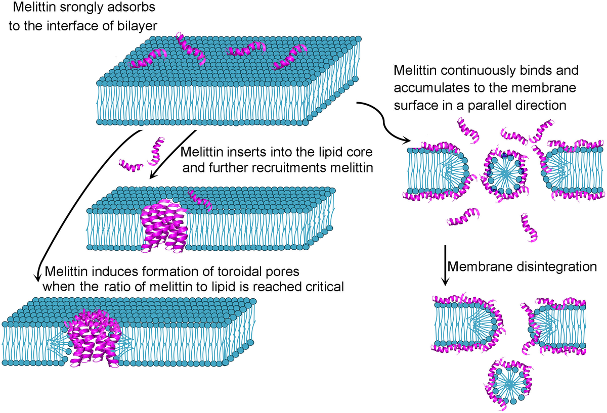 【オープニング 大放出セール】 current The | Frontiers landscape antimicrobial the of トップス