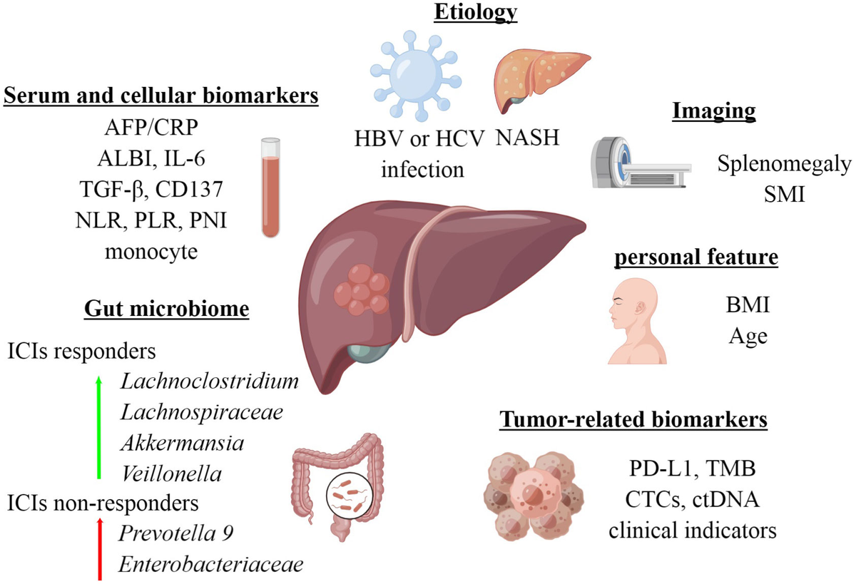 Ｔｈｅ　ＬＩＶＥＲ　ＣＡＮＣＥＲ　ＪＯＵＲＮＡＬ ７-１/メディカルレビュ-社/「Ｔｈｅ　Ｌｉｖｅｒ　Ｃａｎｃｅｒ　Ｊｏ（単行本） Amazon.co.jp: The LIVER CANCER JOURNAL Vol.10 No.2(201