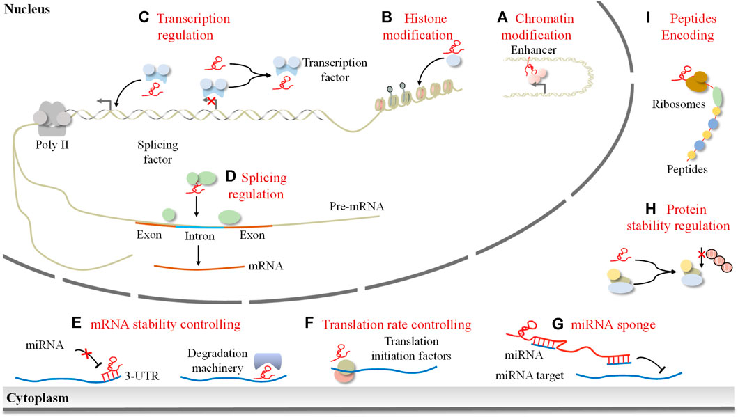Frontiers | Emerging roles of long non-coding RNAs in Frontiers | Emerging roles of long non-coding RNAs in