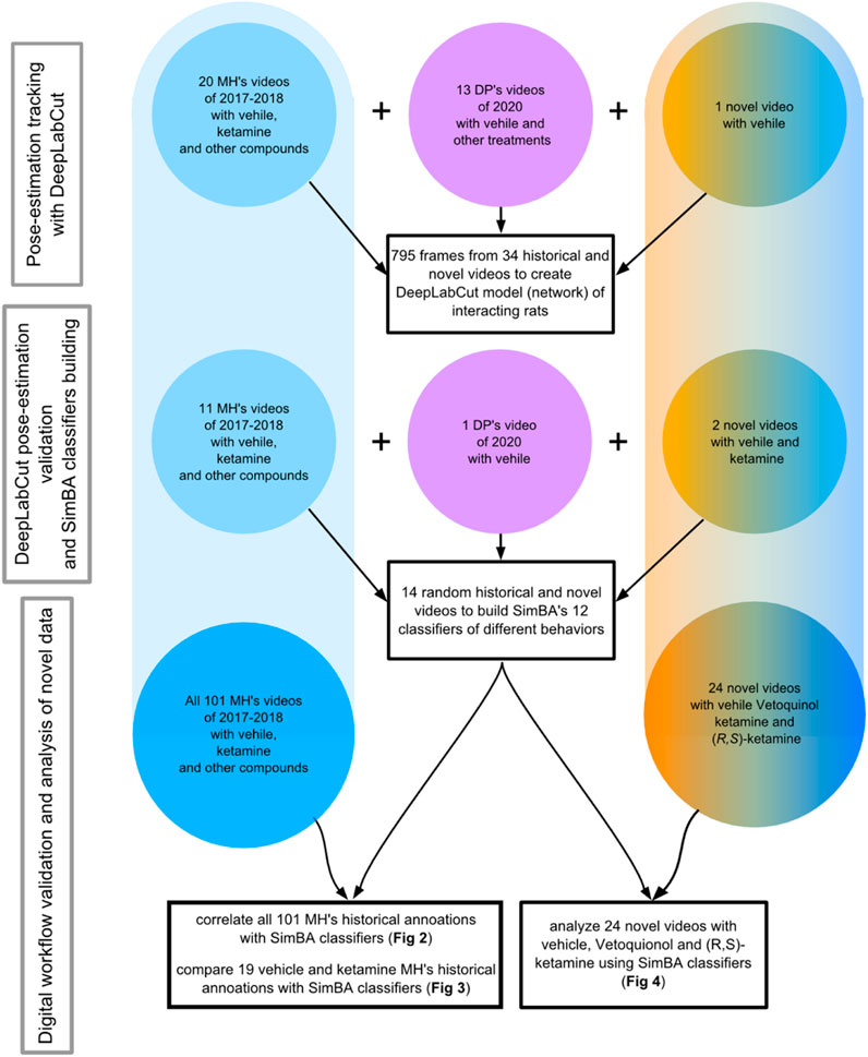 Frontiers | Effects of ketamine on rat social behavior as analyzed 