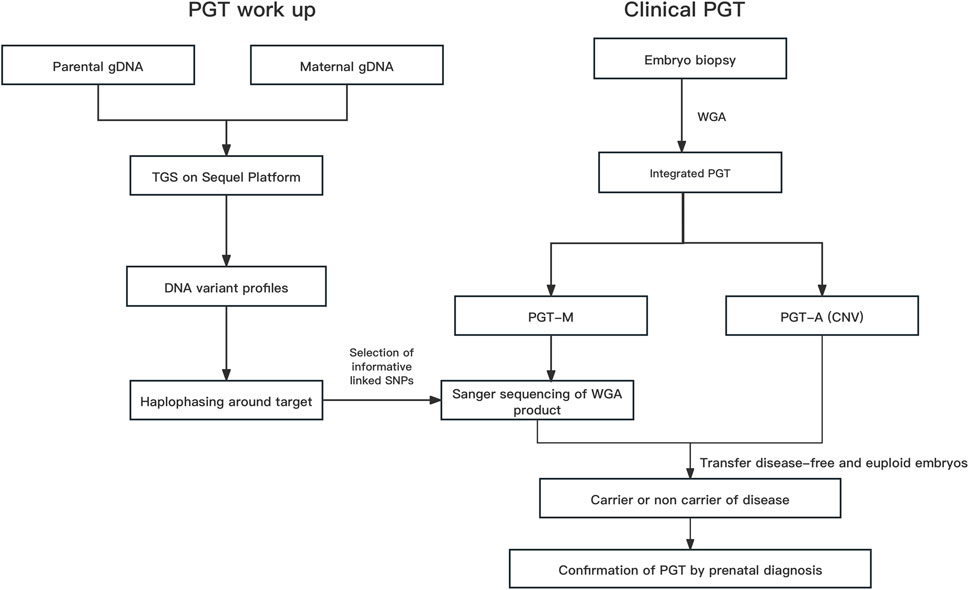 Frontiers | Proband-independent haplotyping based on NGS