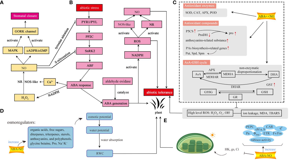 Frontiers | Interaction between ABA and NO in plants under