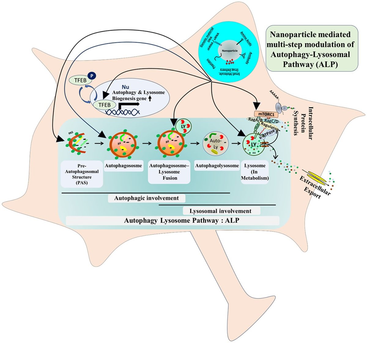 Frontiers | Role of lysosome in healing neurological