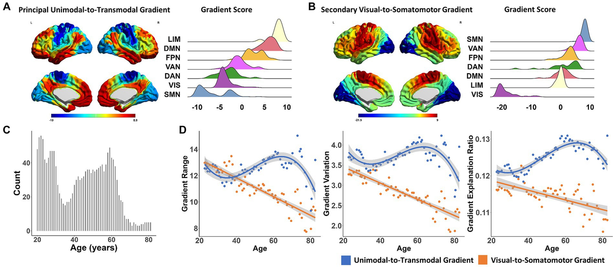 Frontiers | The aging trajectories of brain functional
