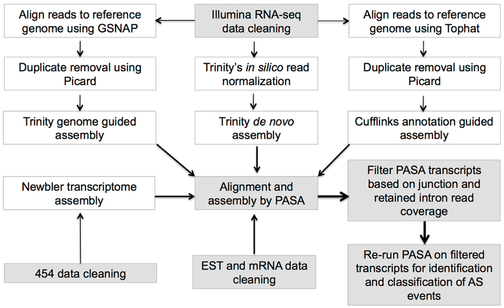 Frontiers | Genome-Wide Identification of Evolutionarily