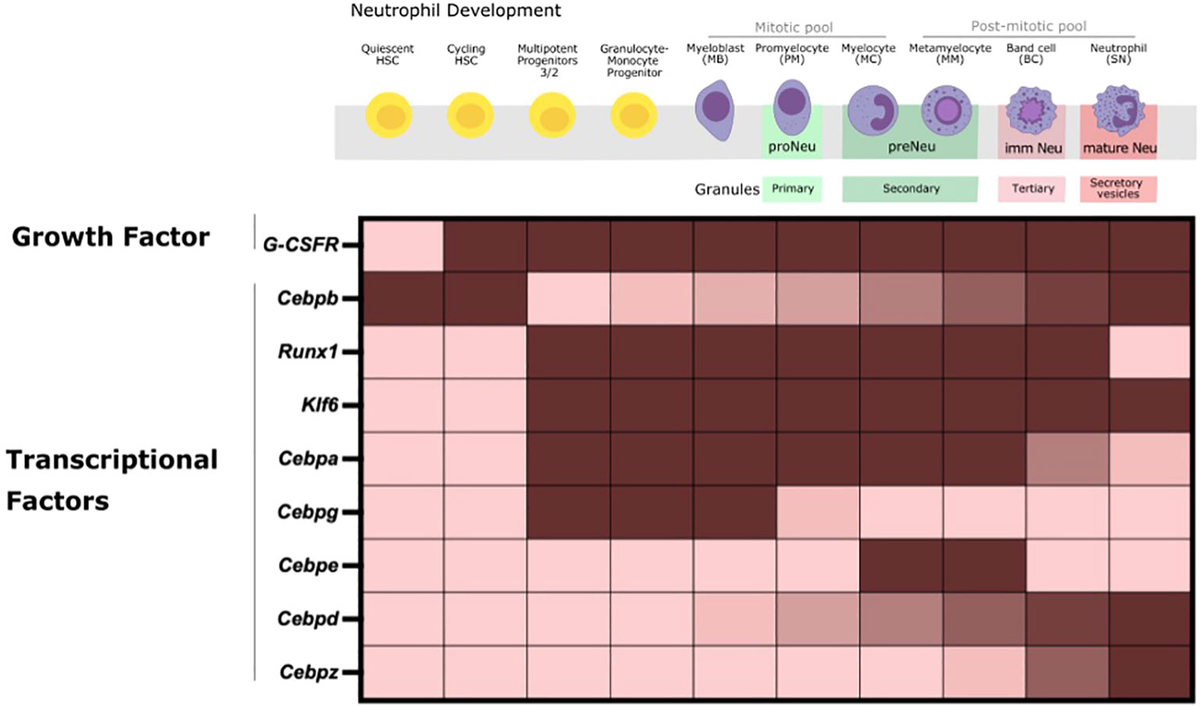 Frontiers | A metabolic perspective of the neutrophil life