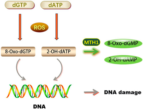ThetaHealing ADVANCED DNA マニュアル Course details – Theta Healing
