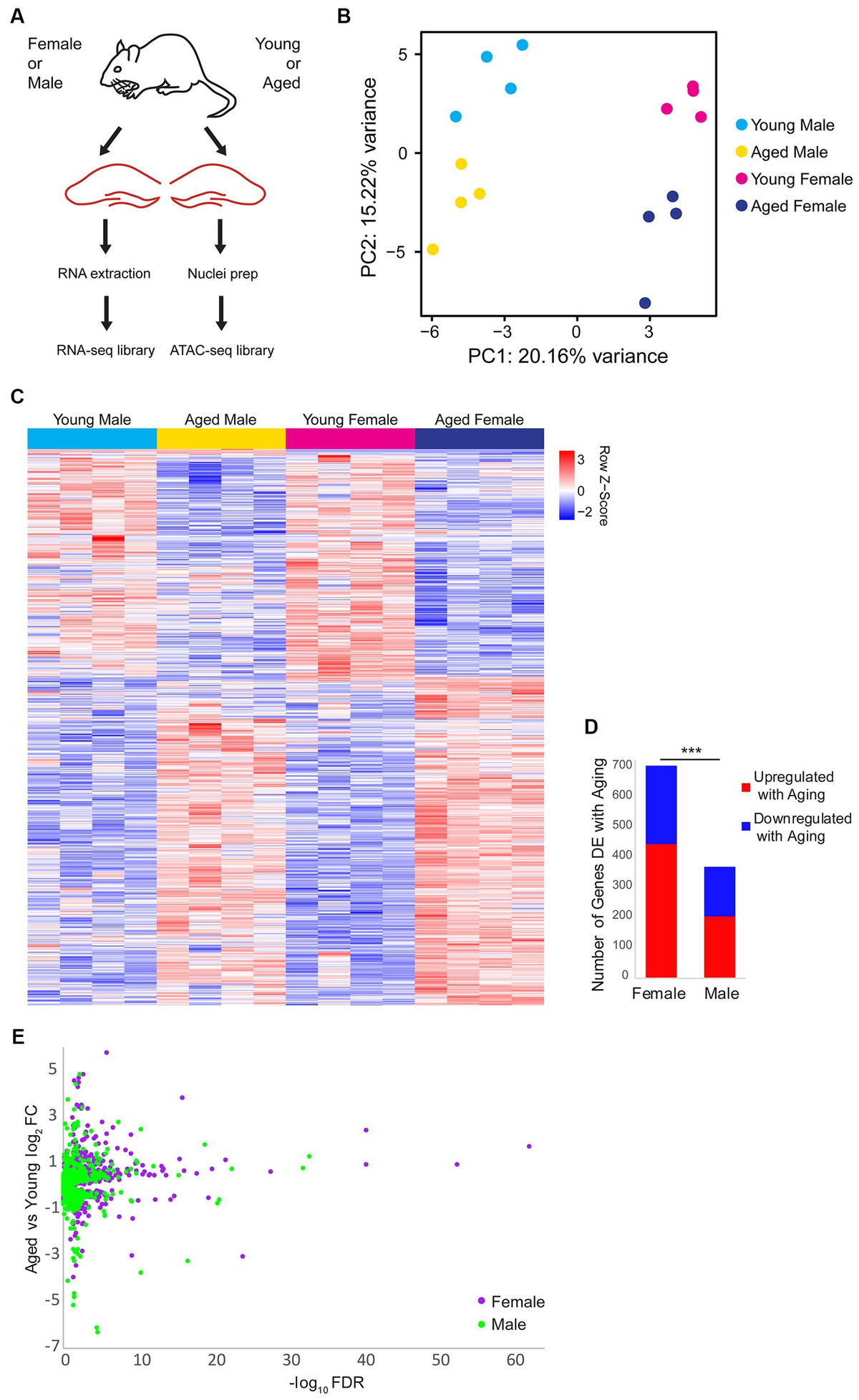 Frontiers | Aging differentially alters the transcriptome