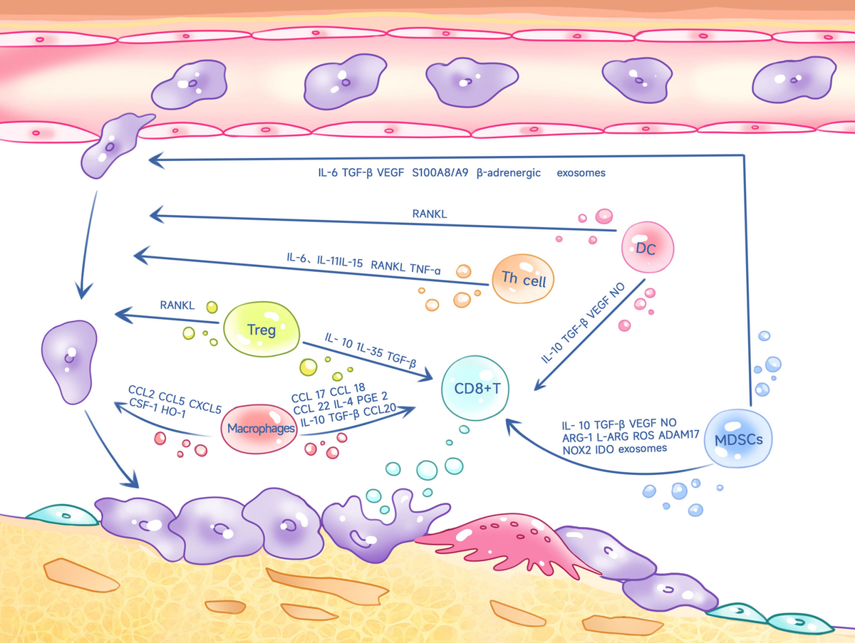 Frontiers | Multiple influence of immune cells in the bone