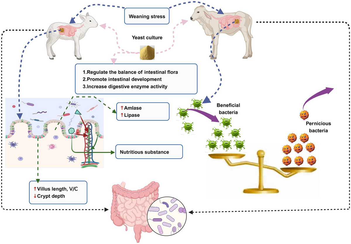 Frontiers | Review of yeast culture concerning the